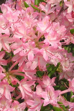 Load image into Gallery viewer, PINK PEARL  Azalea/Rhododendron Deciduous Starter Plant BEAUTIFUL PINK IRIDESCENT
