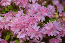 Load image into Gallery viewer, PINK PEARL  Azalea/Rhododendron Deciduous Starter Plant BEAUTIFUL PINK IRIDESCENT
