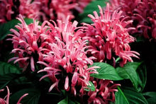 Load image into Gallery viewer, PINK FLAMINGO JUSTICIA CARNEA  AKA as Brazilian Plume Jacobinia Starter Plant
