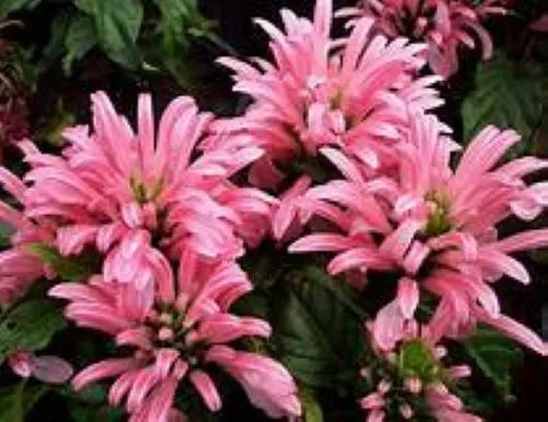 PINK FLAMINGO JUSTICIA CARNEA AKA as Brazilian Plume Jacobinia Starter –  Hope's Flower Garden
