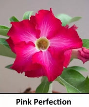 Load image into Gallery viewer, PINK PERFECTION Adenium Obesum Grafted Plant  Desert Rose Plant *USA Grown*
