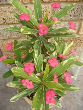 Load image into Gallery viewer, PINK VARIEGATED **Crown Of Thorns-Euphorbia Milii  CHRIST PLANT SMALL ROOTED STARTER PLANT
