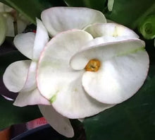 Load image into Gallery viewer, PIN KAEW**Crown Of Thorns-Euphorbia Milii  CHRIST PLANT SMALL ROOTED STARTER PLANT

