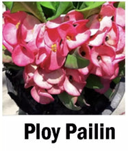 Load image into Gallery viewer, PLOY PAILIN **Crown Of Thorns-Euphorbia Milii  CHRIST PLANT SMALL ROOTED STARTER PLANT
