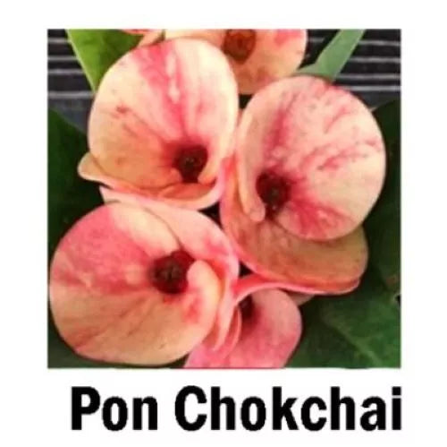 PON CHOKCHAI **Crown Of Thorns-Euphorbia Milii CHRIST PLANT SMALL ROOTED STARTER PLANT