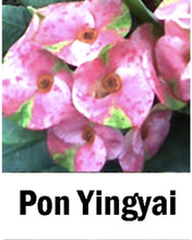 Load image into Gallery viewer, PON YINGYAI **Crown Of Thorns-Euphorbia Milii CHRIST PLANT SMALL ROOTED STARTER PLANT
