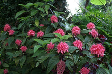 Load image into Gallery viewer, Pink Flamingo Justicia Carnea AKA as Brazilian Plume Jacobinia Plant~~Well Rooted &quot;STARTER&quot;
