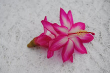 Load image into Gallery viewer, Pink Chocolate-Christmas Cactus/Thanksgiving Cactus-Schlumbergera Truncata-Rooted STARTER Plant
