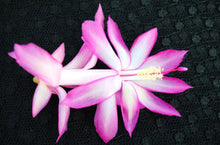 Load image into Gallery viewer, Plum Carnival Christmas Cactus/Thanksgiving Cactus SchlumbergeraTruncata Rooted STARTER Plant
