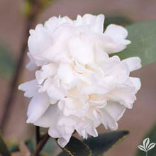 Load image into Gallery viewer, Polar Ice~~Camellia Japonica-Live Starter Plant-Highly Variable Blooms!
