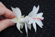 Load image into Gallery viewer, Primavera Christmas Cactus/Thanksgiving Cactus Schlumbergera Truncata Rooted STARTER Plant
