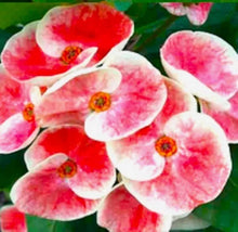 Load image into Gallery viewer, QUEEN MILLIONAIR **Crown Of Thorns-Euphorbia Milii CHRIST PLANT SMALL ROOTED STARTER PLANT
