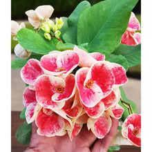 Load image into Gallery viewer, QUEEN MILLIONAIR **Crown Of Thorns-Euphorbia Milii CHRIST PLANT SMALL ROOTED STARTER PLANT
