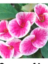 Load image into Gallery viewer, QUEEN OF LUCK **Crown Of Thorns-Euphorbia Milii CHRIST PLANT SMALL ROOTED STARTER PLANT
