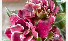 Load image into Gallery viewer, RAINY-Desert Rose Adenium Obesum SMALL Rooted Seedling Plant
