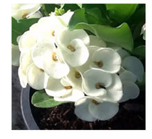 Load image into Gallery viewer, RAKANG NGERN**Crown Of Thorns-Euphorbia Milii CHRIST PLANT SMALL ROOTED STARTER PLANT
