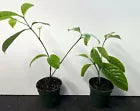 Load image into Gallery viewer, RARE GOLDEN GARDENIA TUBIFERA PLANT~BLOOM OPENS WHITE AGES TO GOLDEN YELLOW
