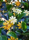 Load image into Gallery viewer, RARE GOLDEN GARDENIA TUBIFERA PLANT~BLOOM OPENS WHITE AGES TO GOLDEN YELLOW
