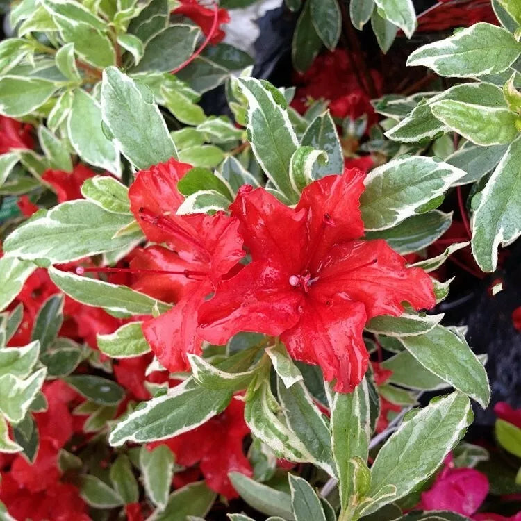 RED LUSTER Azalea Rhododendron Deciduous Starter Plant VARIEGATED LEAV ...