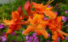 Load image into Gallery viewer, RED PEPPER  Aromi Azalea/Rhododendron Deciduous Starter Plant (MAY BE DORMANT)
