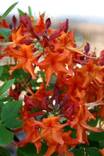 Load image into Gallery viewer, RED PEPPER  Aromi Azalea/Rhododendron Deciduous Starter Plant (MAY BE DORMANT)
