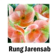 Load image into Gallery viewer, RUNG JAREN SAB  **Crown Of Thorns-Euphorbia Milii CHRIST PLANT SMALL ROOTED STARTER PLANT
