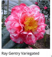 Load image into Gallery viewer, Ray Gentry Variegated Camellia Japonica-Starter Plant-GORGEOUS BI COLOR BLOOMS
