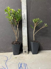 Load image into Gallery viewer, Red Cluster Bottlebrush Callistemon Citrinus--Small Rooted STARTER Plant
