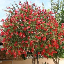 Load image into Gallery viewer, Red Cluster Bottlebrush Callistemon Citrinus--Small Rooted STARTER Plant
