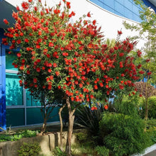 Load image into Gallery viewer, Red Cluster Bottlebrush Callistemon Citrinus--Small Rooted STARTER Plant
