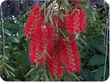 Load image into Gallery viewer, Red Cluster Bottlebrush Callistemon Citrinus--Small Rooted STARTER Plant
