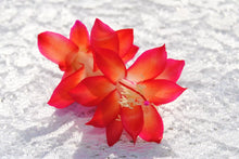 Load image into Gallery viewer, Roxanne Cactus/Thanksgiving Cactus Schlumbergera Truncata Rooted STARTER Plant
