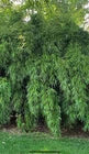 Load image into Gallery viewer, Rufa Bamboo-fargesia dracocephala-Rooted Plant-Non Invasive-Cold Hardy-18-24”
