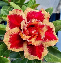 Load image into Gallery viewer, SANTA  Desert Rose Adenium Obesum SMALL Rooted Seedling Plant
