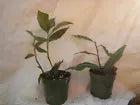 Load image into Gallery viewer, SAPPHIRE BLUE GINGER**Gorgeous Dichorisandra Thyrsiflora**LIVE STARTER PLANT
