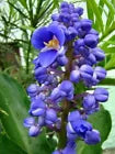 Load image into Gallery viewer, SAPPHIRE BLUE GINGER**Gorgeous Dichorisandra Thyrsiflora**LIVE STARTER PLANT
