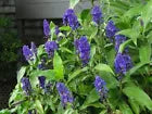 Load image into Gallery viewer, SAPPHIRE BLUE GINGER**Gorgeous Dichorisandra Thyrsiflora**LIVE STARTER PLANT
