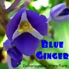 Load image into Gallery viewer, SAPPHIRE BLUE GINGER**Gorgeous Dichorisandra Thyrsiflora**LIVE STARTER PLANT
