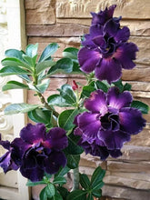 Load image into Gallery viewer, SAVI  Desert Rose Adenium Obesum SMALL Rooted Seedling Plant
