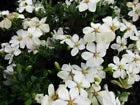 Load image into Gallery viewer, SNOWGIRL~~ Gardenia Jasminoides Plant~~Intensely Fragrant White Flowers
