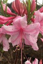 Load image into Gallery viewer, SPRING SENSATION   Aromi Azalea/Rhododendron Deciduous SMALL Starter Plant
