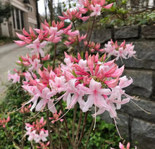 Load image into Gallery viewer, SPRING SENSATION   Aromi Azalea/Rhododendron Deciduous SMALL Starter Plant
