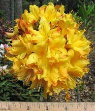 Load image into Gallery viewer, SPRING FANFARE    Aromi Azalea/Rhododendron Deciduous SMALL Starter Plant

