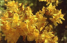 Load image into Gallery viewer, SPRING FANFARE    Aromi Azalea/Rhododendron Deciduous SMALL Starter Plant
