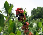 Load image into Gallery viewer, SUMMER SUNSET Blueberry Bush**Vaccinum**Starter Plant**Multi-colored ripening!
