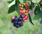 Load image into Gallery viewer, SUMMER SUNSET Blueberry Bush**Vaccinum**Starter Plant**Multi-colored ripening!
