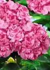Load image into Gallery viewer, *SWEET FANTASY*Hydrangea Starter Plant*Light Pink Blooms Splashed with Deep Pink
