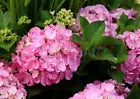 Load image into Gallery viewer, *SWEET FANTASY*Hydrangea Starter Plant*Light Pink Blooms Splashed with Deep Pink
