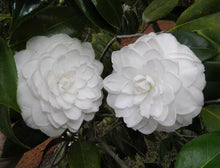 Load image into Gallery viewer, Seafoam~~Camellia Japonica Live Starter Plant-Highly Variable Blooms!
