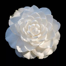 Load image into Gallery viewer, Seafoam~~Camellia Japonica Live Starter Plant-Highly Variable Blooms!
